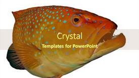  Presentation with grouper - 