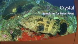  Presentation with grouper - Slide deck consisting of marine science coral reef - grouper fish background and a ocean colored foreground