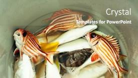  Presentation with sorghum grains in a bucket - PPT theme consisting of groupers-and-red-snappers background and a gray colored foreground