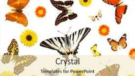  Presentation with groups - Beautiful theme featuring biology multiplication - groups of butterflies and flowers backdrop and a blonde colored foreground