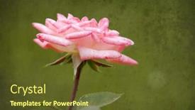  Presentation with groups - Slide set with groups-of-flower-under-warm background and a tawny brown colored foreground