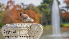  Presentation with groups - PPT layouts having groups of sparrows resting background and a coral colored foreground