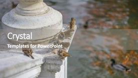  Presentation with groups - Amazing PPT theme having groups of sparrows resting backdrop and a gray colored foreground