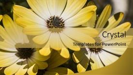  Presentation with groups - Presentation design consisting of groups of yellow daisies under warm spring sunlight background and a yellow colored foreground