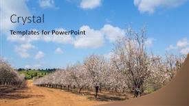  Presentation with bloom - Theme consisting of grove-of-almond-trees background and a light blue colored foreground