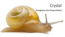  Presentation with snail - Audience pleasing slide deck consisting of grove-snail-or-brown-lipped backdrop and a white colored foreground