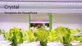  Presentation with agriculture technology - Slides having grow indoor farm agriculture technology background and a light blue colored foreground
