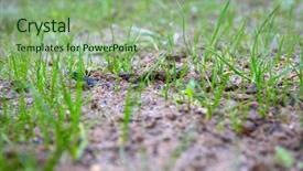  Presentation with seeds - PPT theme with grow on the soil background and a seafoam green colored foreground