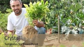  Presentation with celery - PPT layouts consisting of grow people - man pulling celery background and a coral colored foreground
