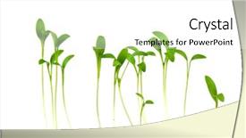  Presentation with turmeric plants - Slide set with american flag for memorial day background and a white colored foreground