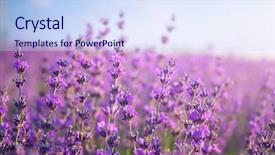  Presentation with nature riverfront development 3d - PPT theme featuring grow up - lavender closeup composition of nature background and a sky blue colored foreground