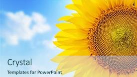  Presentation with sunflower - Cool new PPT theme with grow up - part of sunflower close up backdrop and a sky blue colored foreground