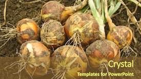  Presentation with green onions and bulb onion - Amazing PPT layouts having grow vegetable - fresh harvested onion bulbs backdrop and a  colored foreground