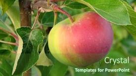  Presentation with growing tree - Audience pleasing slides consisting of growing apple on the apple-tree branch backdrop and a tawny brown colored foreground