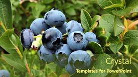  Presentation with growing up milk - PPT theme having growing-bog-whortleberry-vaccinium-uliginosum background and a tawny brown colored foreground