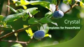  Presentation with growing up milk - Colorful presentation theme enhanced with growing-bog-whortleberry-vaccinium-uliginosum backdrop and a forest green colored foreground