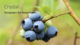  Presentation with hydroponics hydroponic vegetables growing - PPT theme featuring growing-bog-whortleberry-vaccinium-uliginosum background and a yellow colored foreground