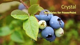  Presentation with growing - Cool new presentation theme with growing-bog-whortleberry-vaccinium-uliginosum backdrop and a tawny brown colored foreground
