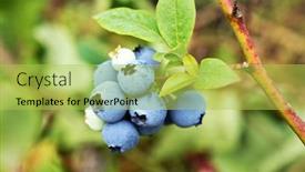  Presentation with growing - PPT theme featuring growing-bog-whortleberry-vaccinium-uliginosum background and a yellow colored foreground