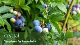  Presentation with growing - Audience pleasing PPT theme consisting of growing-bog-whortleberry-vaccinium-uliginosum backdrop and a tawny brown colored foreground