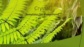  Presentation with growing - Colorful presentation enhanced with growing-cyathea-in-the-forest backdrop and a gold colored foreground