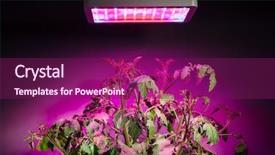  Presentation with tomato plant - Beautiful presentation design featuring growing economy - ripe tomato plant under led backdrop and a violet colored foreground