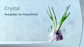  Presentation with home garden - Presentation design featuring growing-garlic-in-a-glass background and a sky blue colored foreground