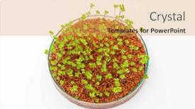  Presentation with genetically modified plants - Slide set having growing-genetically-modified-plants background and a yellow colored foreground