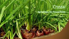  Presentation with onion - Presentation with growing green onion from large background and a tawny brown colored foreground