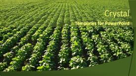  Presentation with soybeans - Presentation theme with growing-green-soybeans-plant background and a tawny brown colored foreground