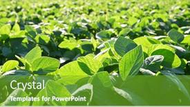  Presentation with soybeans - Colorful presentation design enhanced with growing-green-soybeans-plant backdrop and a shamrock green colored foreground