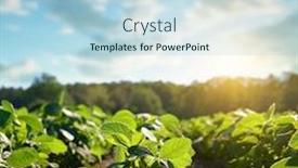  Presentation with soybeans - Beautiful presentation featuring growing-green-soybeans-plant backdrop and a light blue colored foreground