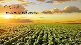  Presentation with sun growing - Presentation theme consisting of growing-green-soybeans-plant background and a coral colored foreground