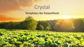  Presentation with sun growing - Audience pleasing theme consisting of growing-green-soybeans-plant backdrop and a lemonade colored foreground