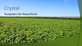  Presentation with soybeans - Audience pleasing slide deck consisting of growing-green-soybeans-plant backdrop and a light blue colored foreground