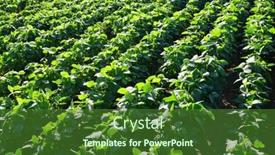  Presentation with soybeans - Audience pleasing PPT theme consisting of growing-green-soybeans-plant backdrop and a forest green colored foreground