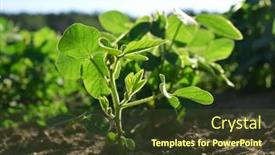  Presentation with soybeans - Amazing slide deck having growing-green-soybeans-plant backdrop and a tawny brown colored foreground
