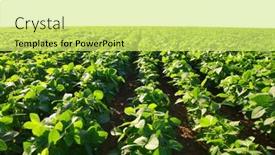  Presentation with soybeans - Theme featuring growing-green-soybeans-plant background and a yellow colored foreground