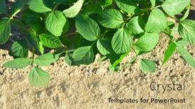  Presentation with soybeans - Audience pleasing presentation theme consisting of growing-green-soybeans-plant backdrop and a coral colored foreground
