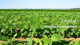  Presentation with soybeans - PPT theme with growing-green-soybeans-plant background and a tawny brown colored foreground