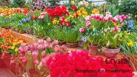  Presentation with market - Presentation theme having growing housing market - flowers in green house floral background and a red colored foreground