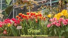  Presentation with green-house - Audience pleasing presentation consisting of growing housing market - flowers in green house floral backdrop and a tawny brown colored foreground