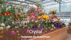  Presentation with plants growing - PPT theme with growing housing market - flowers in green house floral background and a red colored foreground