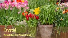  Presentation with plants growing - Slide deck having growing housing market - flowers in green house floral background and a tawny brown colored foreground