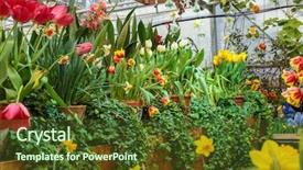  Presentation with plants growing - Cool new PPT layouts with growing housing market - flowers in green house floral backdrop and a tawny brown colored foreground