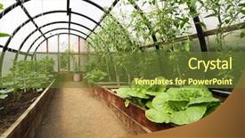  Presentation with greenhouse - Presentation theme having growing housing market - organic vegetables in greenhouse interior background and a  colored foreground
