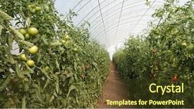  Presentation with housing market - PPT theme with growing housing market - plastic tunnel greenhouse polytunnel background and a tawny brown colored foreground