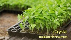  Presentation with plastic container - Beautiful PPT layouts featuring growing housing market - young plants in black plastic backdrop and a  colored foreground