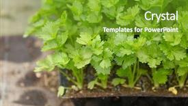  Presentation with plants growing - PPT theme featuring growing housing market - young plants in black plastic background and a  colored foreground