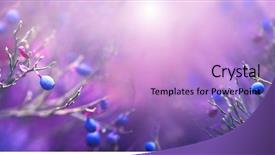  Presentation with antioxidant - Slide set featuring growing in forest blueberry nature background and a lilac colored foreground